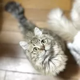 ミヌエット(長足)【長野県・男の子・2025年4月23日・ブラウンタビー】の写真2