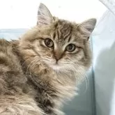 ミヌエット(長足)【長野県・男の子・2025年4月23日・ブラウンタビー】の写真3