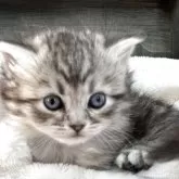 マンチカン(短足)【長野県・男の子・2025年10月2日・シルバータビー】の写真3