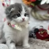 スコティッシュフォールド(折れ耳)【長野県・男の子・2024年11月27日・ブルータビー&ホワイト】の写真4