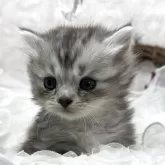 ミヌエット(短足)【長野県・男の子・2025年10月8日・シルバータビー】の写真4