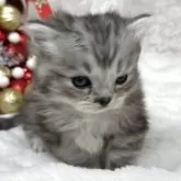 ミヌエット(短足)【長野県・男の子・2025年10月8日・シルバータビー】の写真5