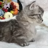 マンチカン(短足)【長野県・男の子・2025年10月2日・シルバータビー】の写真5