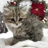 ミヌエット(長足)【長野県・女の子・2025年11月2日・ブラウンタビー】の写真5