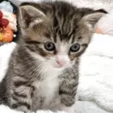 マンチカン(長足)【長野県・男の子・2025年10月2日・ブラウンタビー&ホワイト】の写真5