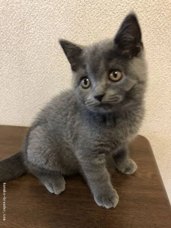 ID：2005-00624の子猫