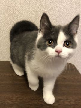 ブリティッシュショートヘア【群馬県・女の子・2020年3月10日・ブルー&ホワイト】の写真「とてもいい子に育ってます💕」