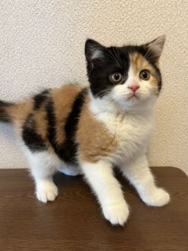 ブリティッシュショートヘア【群馬県・女の子・2022年1月31日・キャリコ】の写真「超美人なキャリコちゃんです💕」