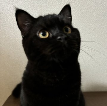 ブリティッシュショートヘア【群馬県・男の子・2024年4月12日・ブラック（超ツヤツヤ毛並みサイコー）】の写真「11月30日までの販売とさせて頂きます」
