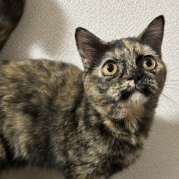 ブリティッシュショートヘア【群馬県・女の子・2024年3月21日・トーティシェル（茶色多め）】の写真「困った顔が可愛い」