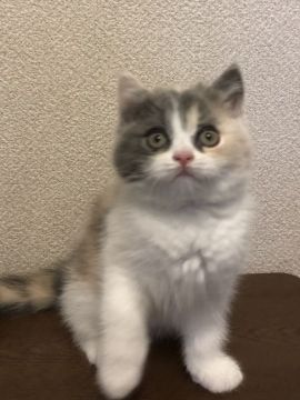 ブリティッシュショートヘア【群馬県・女の子・2021年3月21日・ダイリュートキャリコ】の写真「ぱっちりお目々が可愛い。
いい子に育ってます。」