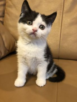 ブリティッシュショートヘア【群馬県・女の子・2020年3月10日・ブラック&ホワイト】の写真「人懐っこい子です💕」
