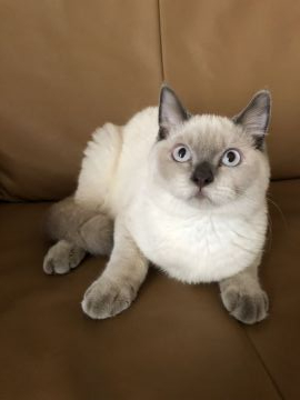 ブリティッシュショートヘア【群馬県・男の子・2019年4月24日・ブルーポイント（ムチムチふわふわ）】の写真「ムチムチな男の子で、とてもいい子に育ってます。」