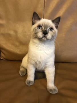 ブリティッシュショートヘア【群馬県・男の子・2020年3月21日・シールポイント】の写真「ゴロゴロちゃん💕（7／31までの販売）」