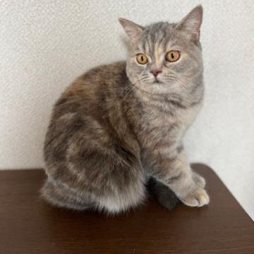 ブリティッシュショートヘア【群馬県・女の子・2022年3月14日・ブルータビー】の写真「コロコロ、ふわふわ、美人さん💕」