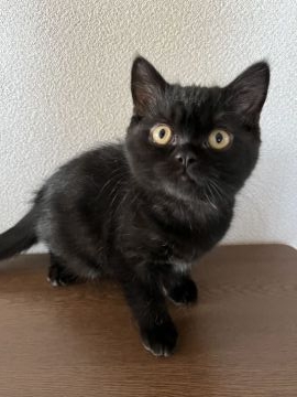 ブリティッシュショートヘア【群馬県・男の子・2022年1月31日・ブラック】の写真「人懐っこくて、甘えん坊😸」