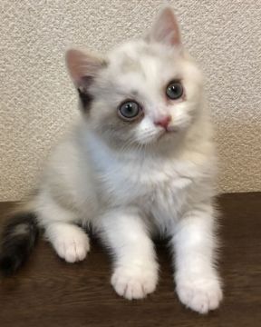 ブリティッシュショートヘア【群馬県・女の子・2020年3月16日・トーティシェルポイント】の写真「可愛い顔です💕」