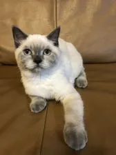 ブリティッシュショートヘア【群馬県・男の子・2020年3月21日・シールポイント】の写真2