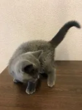 ブリティッシュショートヘア【群馬県・女の子・2020年3月21日・ブルー】の写真3