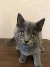 ブリティッシュショートヘア【群馬県・女の子・2020年3月21日・ブルー】の写真4