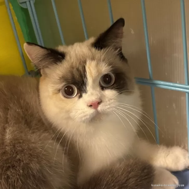 ブリティッシュショートヘア【群馬県・女の子・2025年3月13日・シールリンクスポイント】の写真1