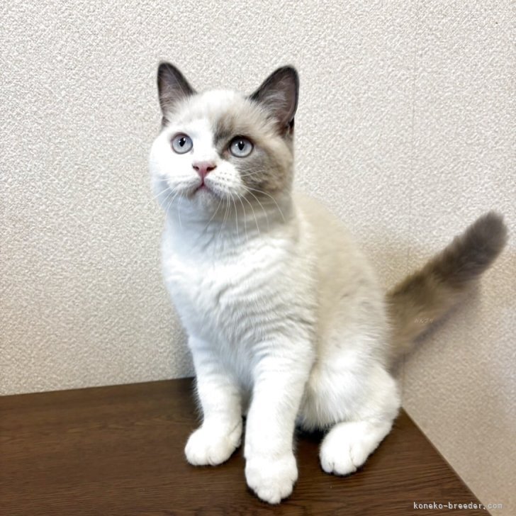 ブリーダー画像