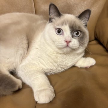ブリティッシュショートヘア【群馬県・男の子・2025年5月25日・シールリンクスポイント（ふわふわ）】の写真「きれいなブルーのお目毎日元気いっぱいに遊んでいます」