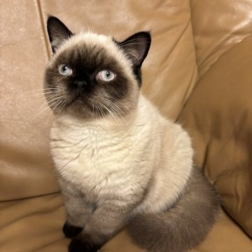 ブリティッシュショートヘア【群馬県・男の子・2025年5月25日・チョコレートポイント】の写真「まるで、ぬいぐるみ目はブルーいい子です」