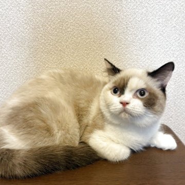 ブリティッシュショートヘア【群馬県・女の子・2025年3月13日・シールリンクスポイント（ふわふわ）】の写真「ブリちゃんだけどラグドールみたい。目はブルー」