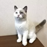 ブリティッシュショートヘア