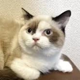 ブリティッシュショートヘア