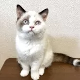 ブリティッシュショートヘア