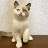 ブリティッシュショートヘア