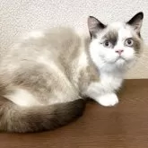 ブリティッシュショートヘア