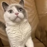 ブリティッシュショートヘア【群馬県・男の子・2025年5月25日・シールリンクスポイント】の写真2