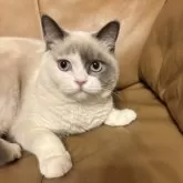 ブリティッシュショートヘア【群馬県・男の子・2025年5月25日・シールリンクスポイント】の写真5