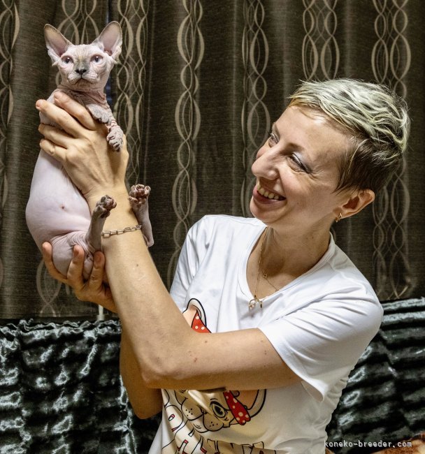ツァプコ　スベトラナ(つぁぷこ　すべとらな)ブリーダー(大阪府・スフィンクスなど・CFA登録)の紹介写真2