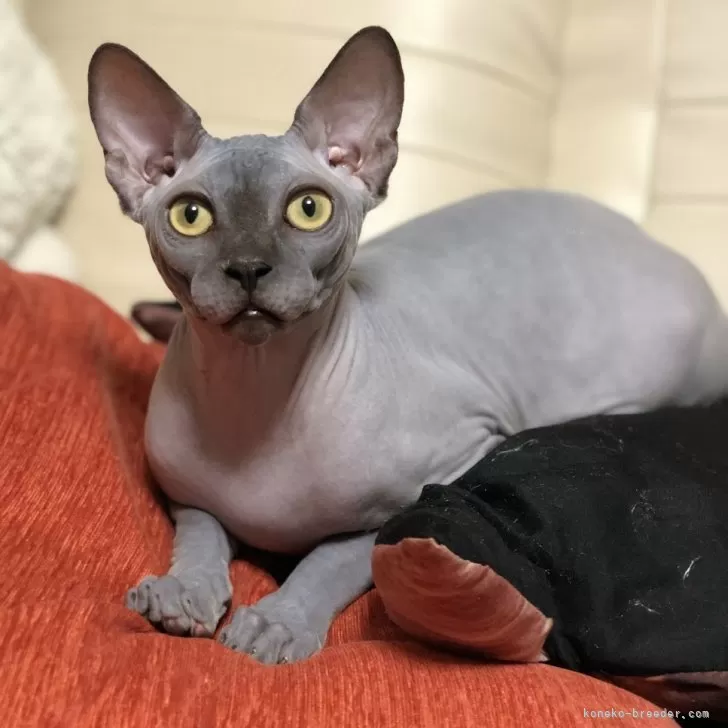 ID:2412-00844の子猫