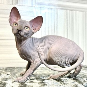 スフィンクス【大阪府・女の子・2024年5月1日・ブルー】の写真「素敵なブルーカラーでとても魅力的な女の子」