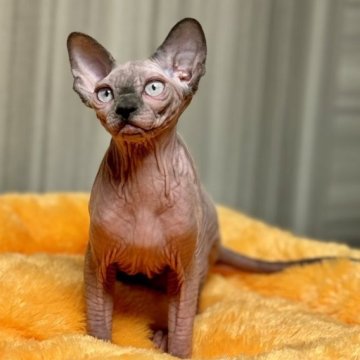 スフィンクス【大阪府・女の子・2023年8月25日・ブルートルティーミンク】の写真「ママはチャンピオンでパパはグランドチャンピオンの子」