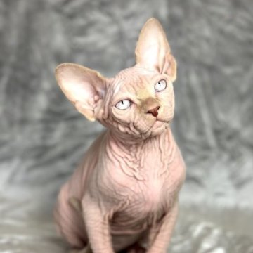 スフィンクス【大阪府・男の子・2022年12月12日・クリームポイント】の写真「海外生まれの親猫。性格も良くてとてもお利口さん」