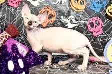 スフィンクス【大阪府・男の子・2025年6月25日・シールミンク】の写真10