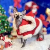 スフィンクス【大阪府・女の子・2025年4月4日・トーティー】の写真11