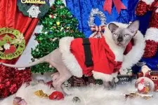 スフィンクス【大阪府・男の子・2025年6月25日・シールミンク】の写真13