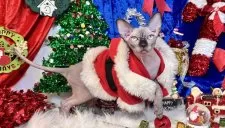 スフィンクス【大阪府・男の子・2025年6月25日・シールミンク】の写真14