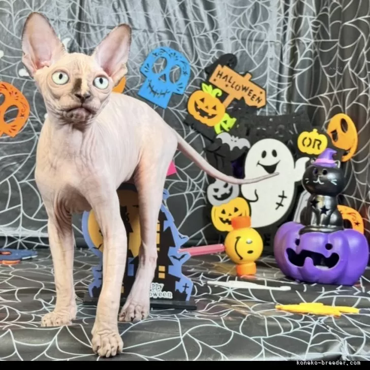 スフィンクス【大阪府・女の子・2025年6月25日・トーティーミンク】の写真1