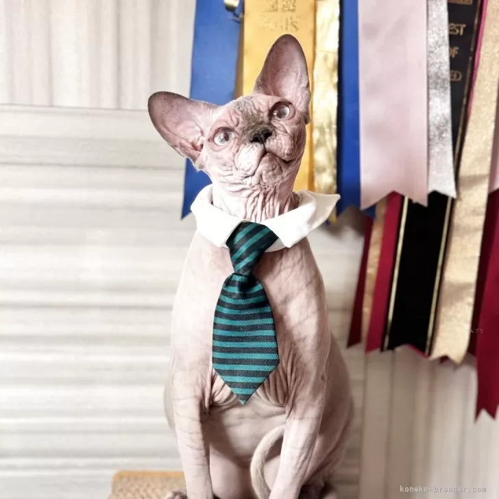 ID：2407-01815の子猫