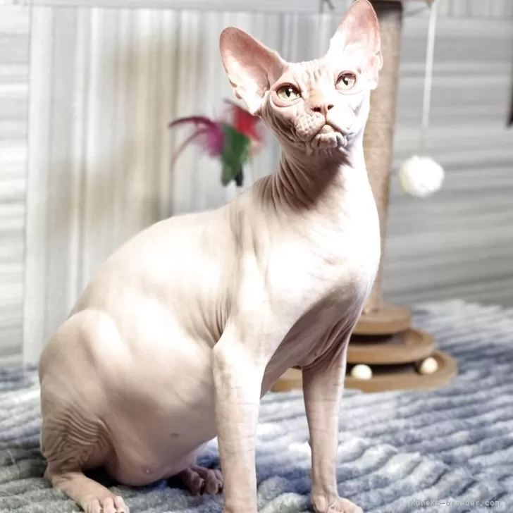 ID：2508-02164の子猫