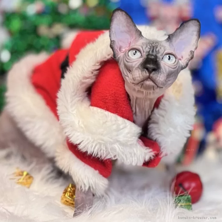 スフィンクス【大阪府・男の子・2025年6月25日・シールミンク】の写真1