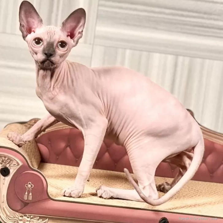 ID：2407-02060の子猫